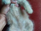 Persian Baby cat