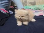 persian baby cat