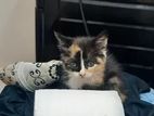 Persian Baby Cat