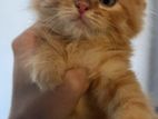 Persian baby cat