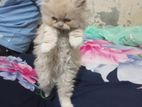 Persian baby cat