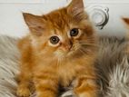 Persian baby cat