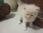 Persian baby cat