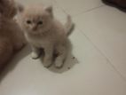 persian baby cat for sale