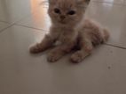 Persian Baby Cat