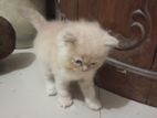 Persian Baby Cat