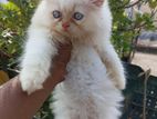 Persian Baby Cat