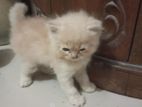 persian baby cat