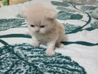 persian baby cat