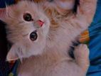 Persian Baby Cat