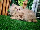 persian baby cat