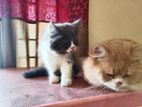 Persian Baby Cat For Sale