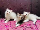 persian Baby cat