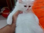Persian Baby Cat