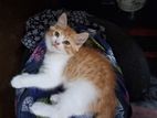 Persian Baby Cat For Sell