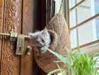 Persian Baby cat for sell