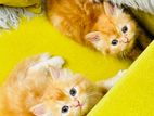 Persian baby cat PRICE FIXED