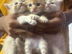 Persian baby cat for sell