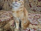 Persian baby female cat