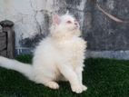 Persian baby male,female