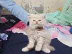 persian bany cat