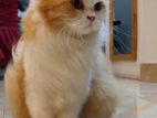 Persian bicolor female cat.