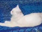Persian biral