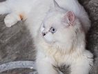 Persian cat for sell