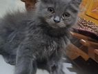 Persian Biral Sale Hobe