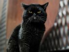 Persian Black Cat