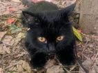 Persian black cat