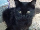 Persian Black Cat For Sale (male)