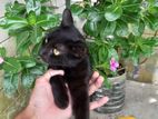Persian Black Cat