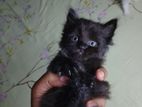 Persian Black Female Cat