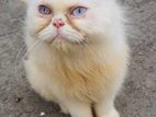persian blue eye cat