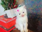 persian blue eye kitten