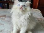 Persian Blue Eye White Cat (male)