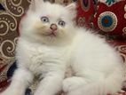 Persian blue eyed cat