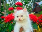 Persian blue eyes female Kitten