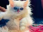 Persian Blue Eyes