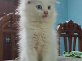 persian blue eyes kitten CAT