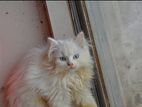 Persian blue eyes long coat White Cat