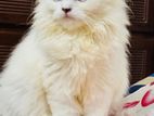 Persian Blue Eyes Male kitten