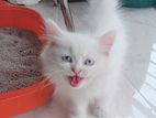 Persian Blue eyes male Kitten Urgent sell
