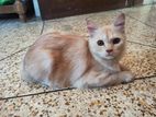 Persian Breed Male Cat