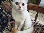 Persian Breed Male Cat