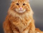 Persian Breed Cat