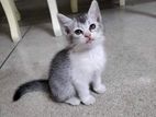 persian british shorthair mixed kitten