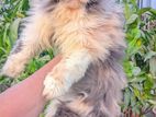 Persian Calico Adult Female