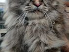 Persian Calico Adult Female